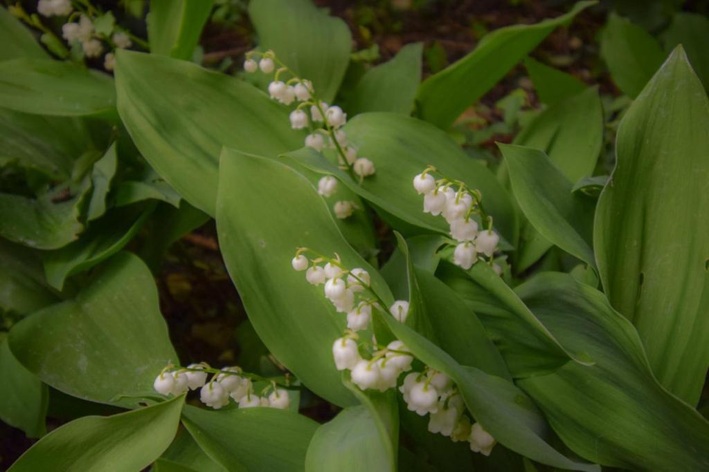 Hébergement de vacances La Maison Muguet *